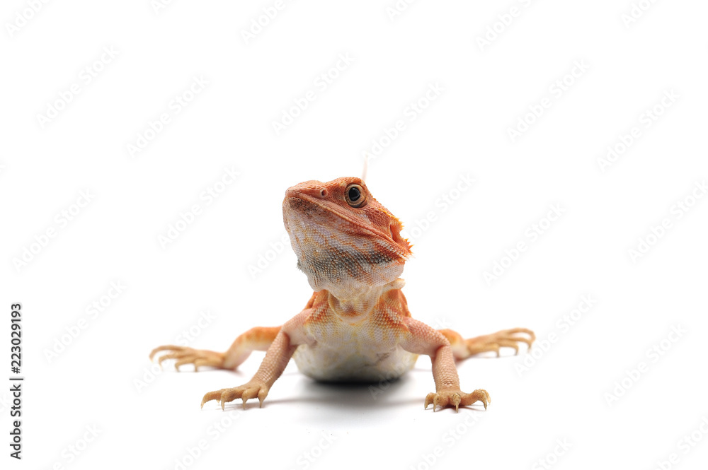 Obraz premium Bearded Dragon isolated on white background
