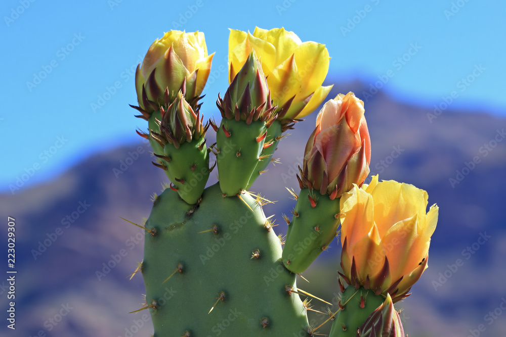 Φωτογραφία Yellow prickly pear flowers in bloom