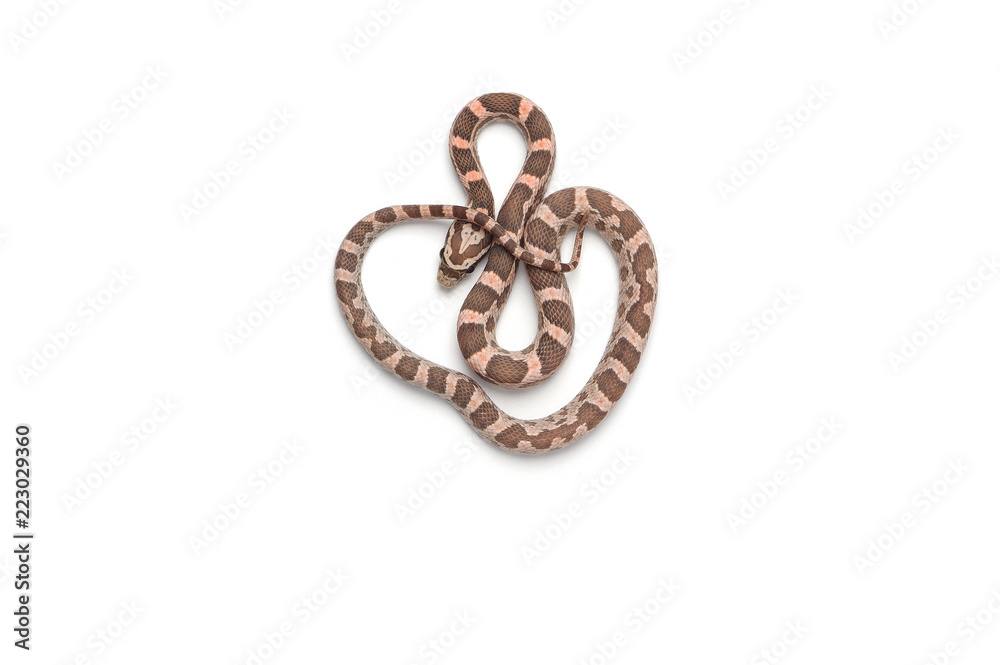 Corn snake isolated on white background Corn snake isolated on white background