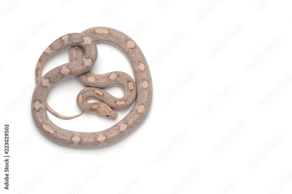 Corn snake isolated on white background Corn snake isolated on white background