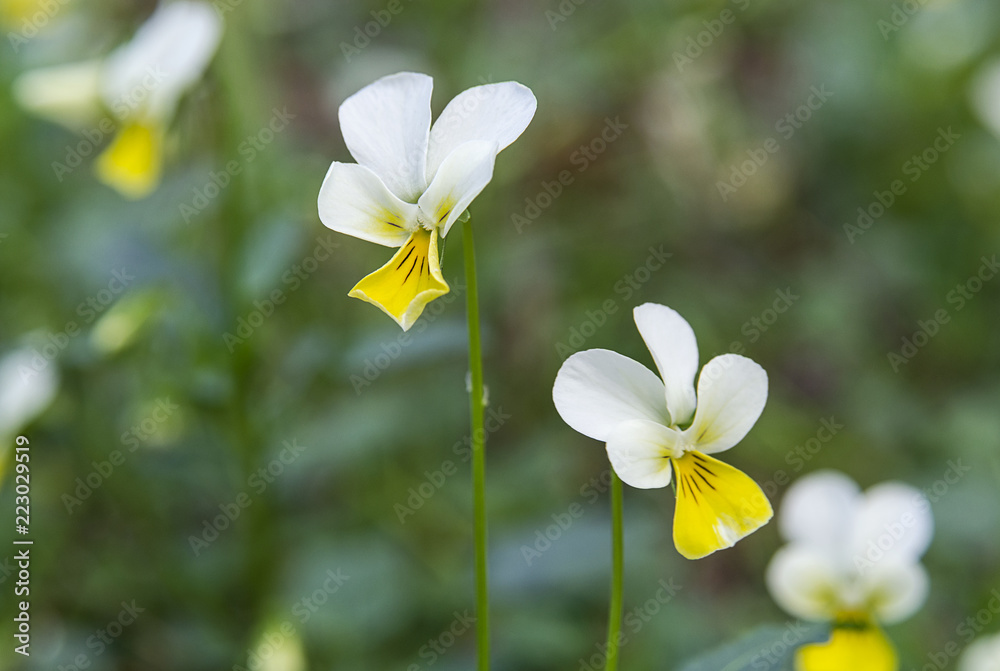 Fototapeta premium Beautiful wild pansies on blurred green background