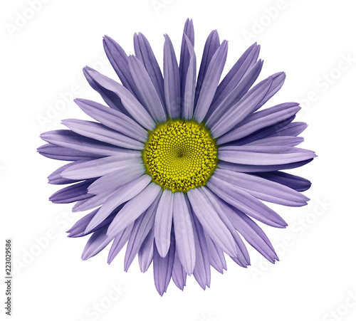 Violet  flower chamomile on a white isolated background with clipping path.  Closeup no shadows. Garden  flower. Nature. © nadezhda F