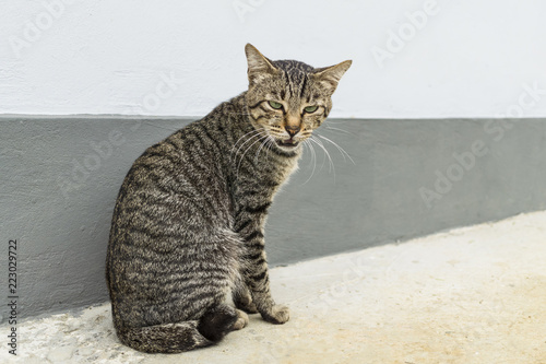 grey striped cat sitting on the concrete floor © ramdannain
