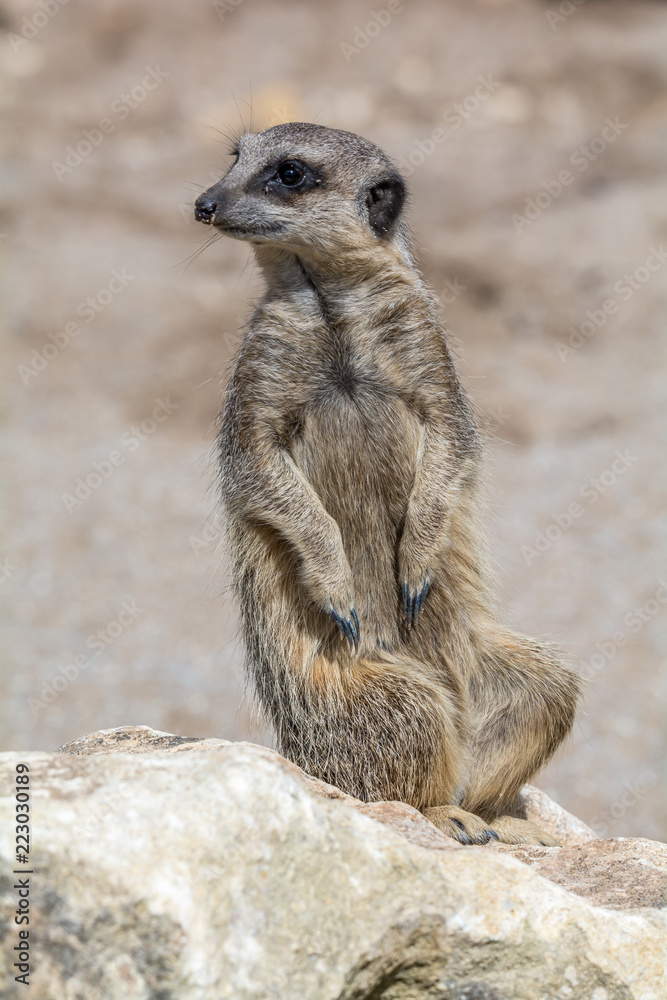 Fototapeta premium Meerkat Sitting