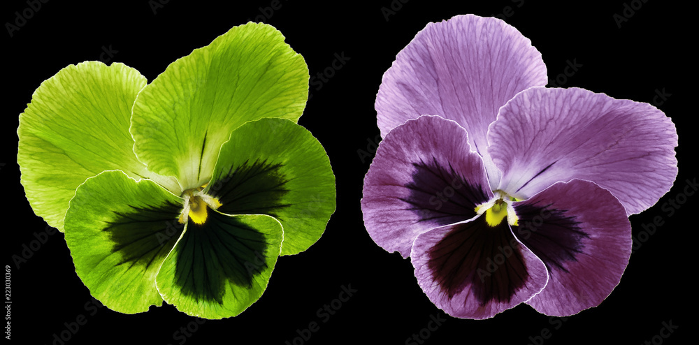 Pansies green and violet flower on the black isolated background with clipping path. Closeup no shadows. Nature. Pansies green and violet flower on the black isolated background with clipping path. Closeup no shadows. Nature.