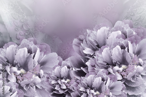 Floral background violet-gray  peonies.  Flowers close-up on a light violet  background. Flower composition. Nature.