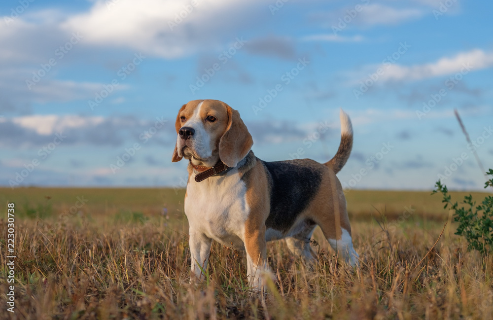 dog Beagle on a walk early in the morning at sunrise