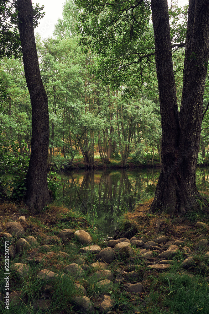 River flowing between trees River flowing between trees