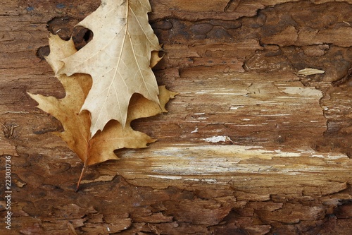autumn leaves on a wooden plank