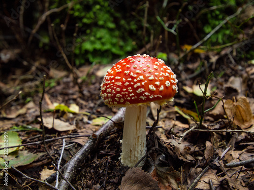 Amanita muscaria, poisonous mushroom that is known for the bright color of the chapel