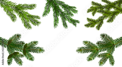 Christmas, New Year. Set from the five green realistic branch of fir or pine close-up. branched out. Isolated on white background. illustration