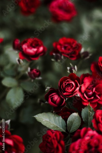 red roses