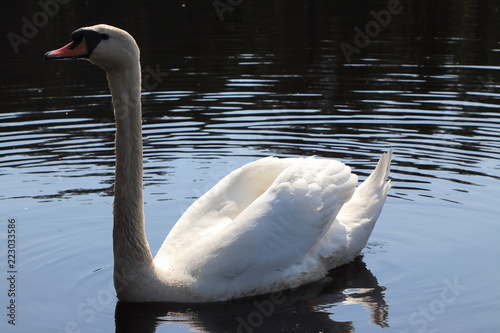 Swan living in Lithuania, summer 2018