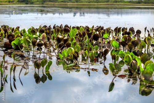 Aquatic plants in the water mirror, Pantanal dos Marimbus, Chapada Diamantina, Bahia, Brazil photo