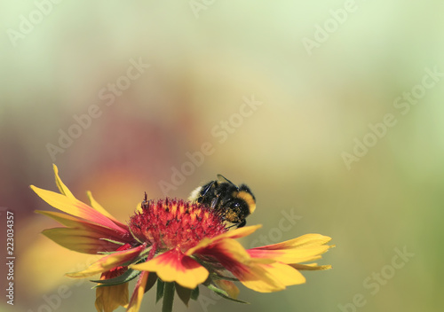 shaggy bumblebee sitting on a flower collecting sweet nectar in the summer an...