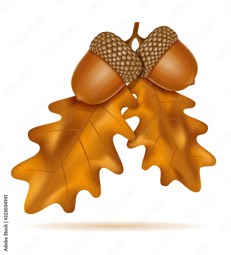 Naklejka premium autumn oak acorns with leaves vector illustration