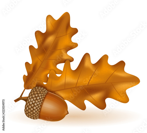 autumn oak acorns with leaves vector illustration