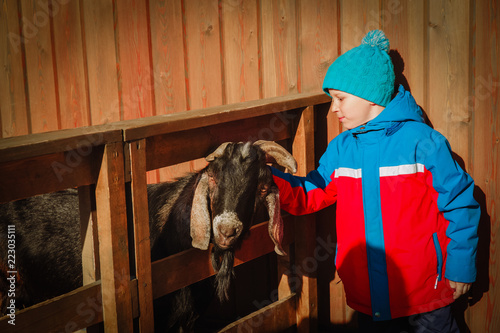 little boy feeding sheeps at farm, kids learn animals