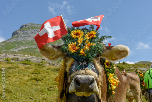 Decorated cow on the annual transhumance at Engstlenalp on Switzerland photo