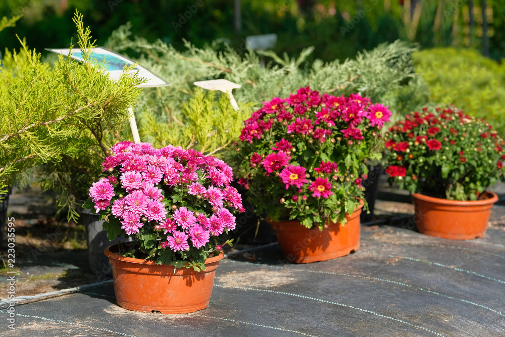 Garden shop with flowers. Bushes with purple, red and pink chrysanthemums in pots in garden store. Nursery of plant and trees for gardening.