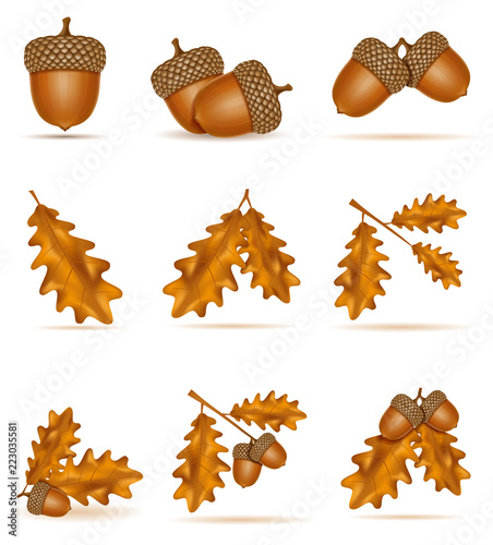 set icons autumn oak acorns with leaves vector illustration