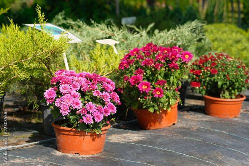 Garden shop with flowers. Bushes with purple, red and pink chrysanthemums in pots in garden store. Nursery of plant and trees for gardening.