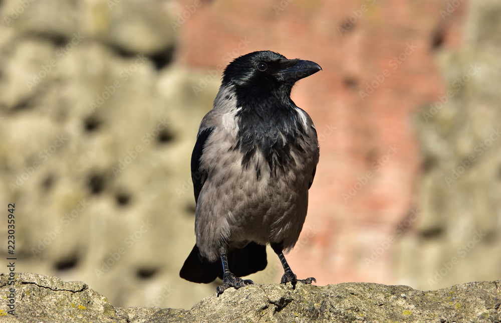 Naklejka premium Hooded crow in Rome urban enviroment with ancient ruins