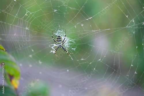 Spider on web with blurred green garden background. Top view.