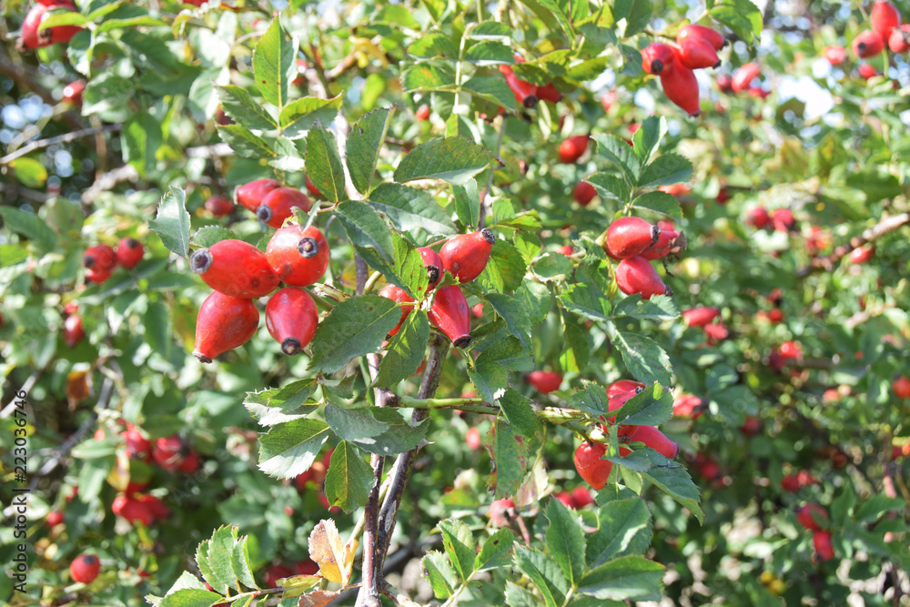 rosehip bush with red fruits