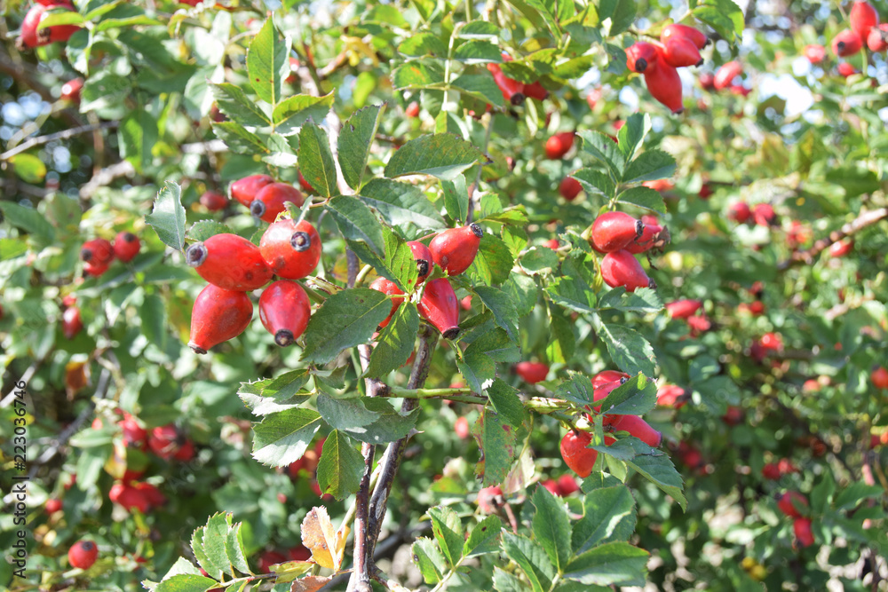 rosehip bush with red fruits rosehip bush with red fruits