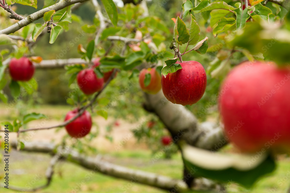 Red Apple tree farm Red Apple tree farm