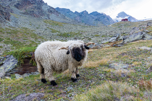 Black nose sheep grazing near the Matterhorn with the alpine hut Fluhalp in the background