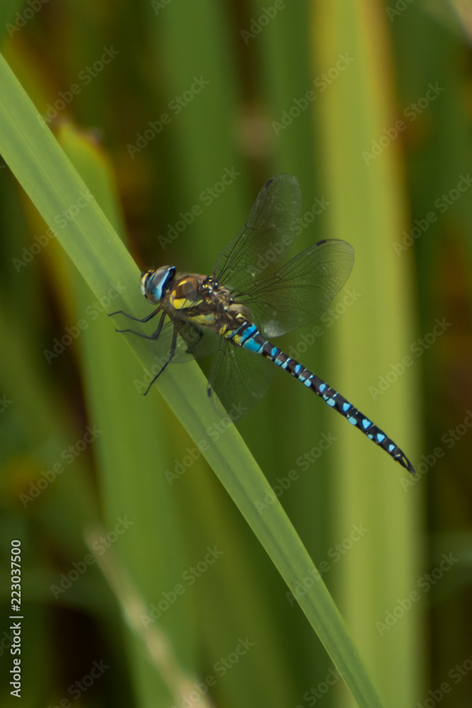 Hawker dragonfly resting on a reed growing at the edge of a pond Hawker dragonfly resting on a reed growing at the edge of a pond