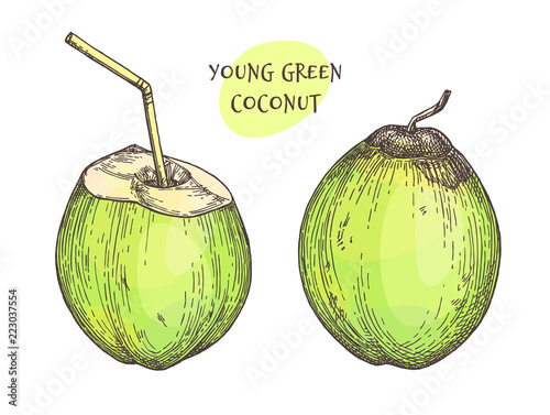 Ink sketch of young green coconuts.