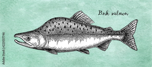 Ink sketch of pink humpback salmon.