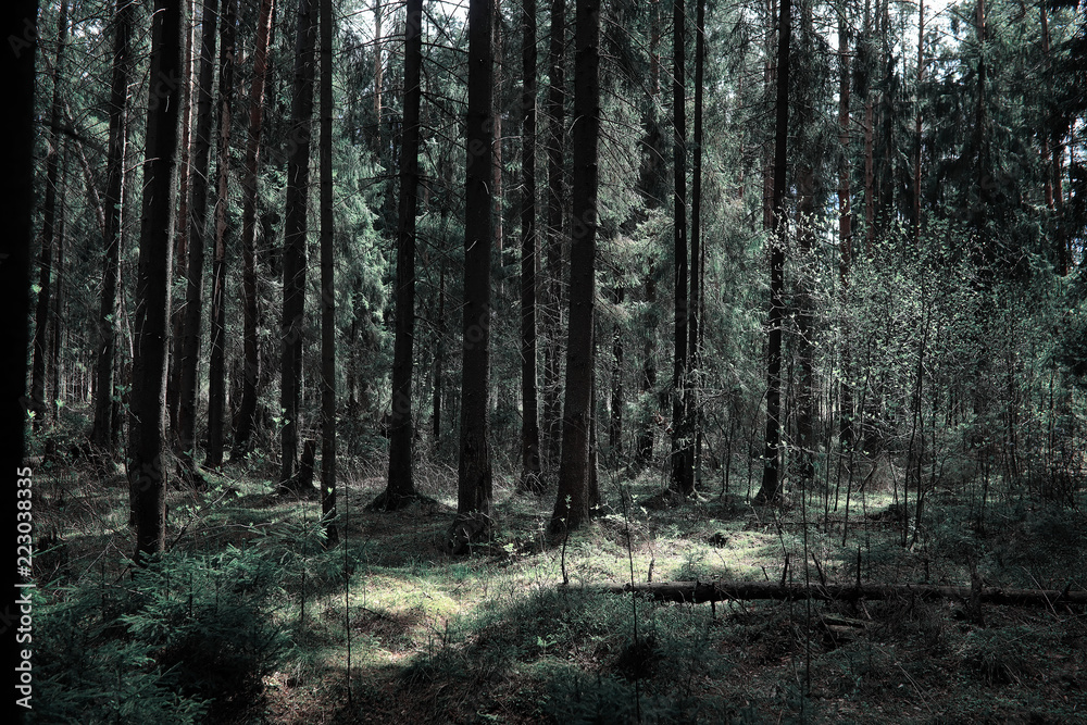 Fototapeta premium Pine forest. Depths of a forest. Journey through forest paths. T