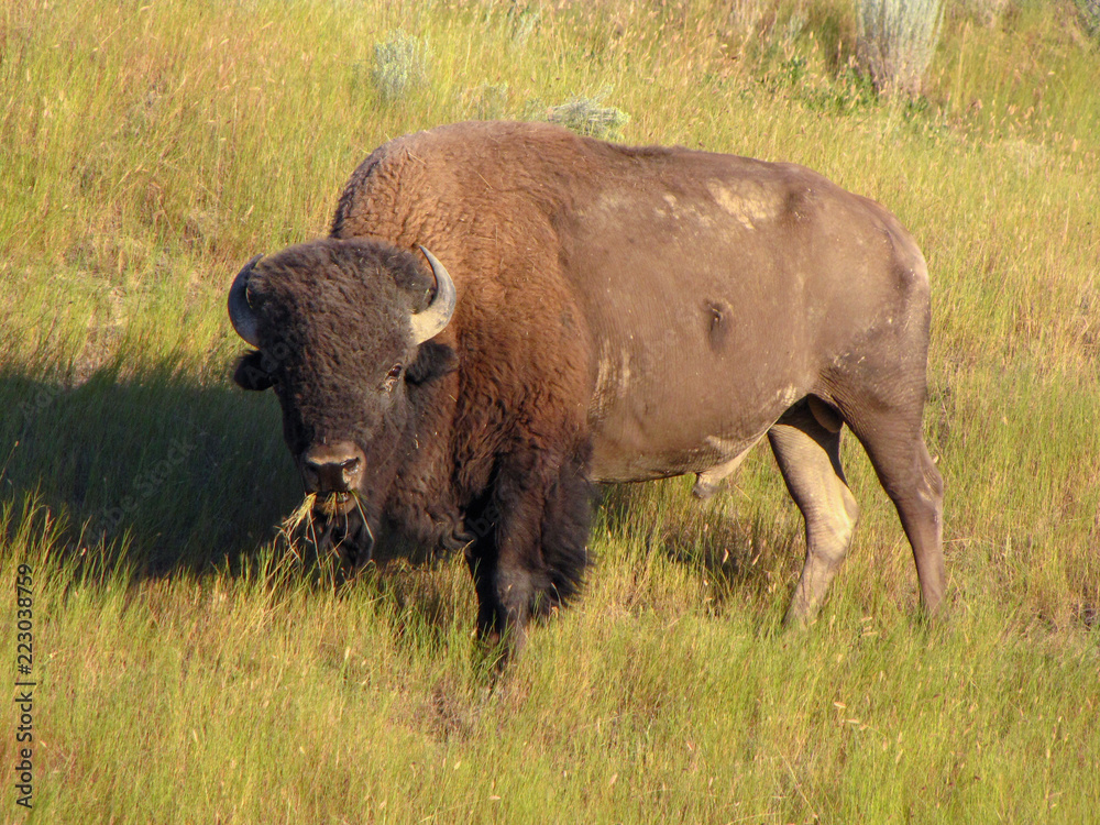 American bison in National Bison Range, Montana, USA American bison in National Bison Range, Montana, USA