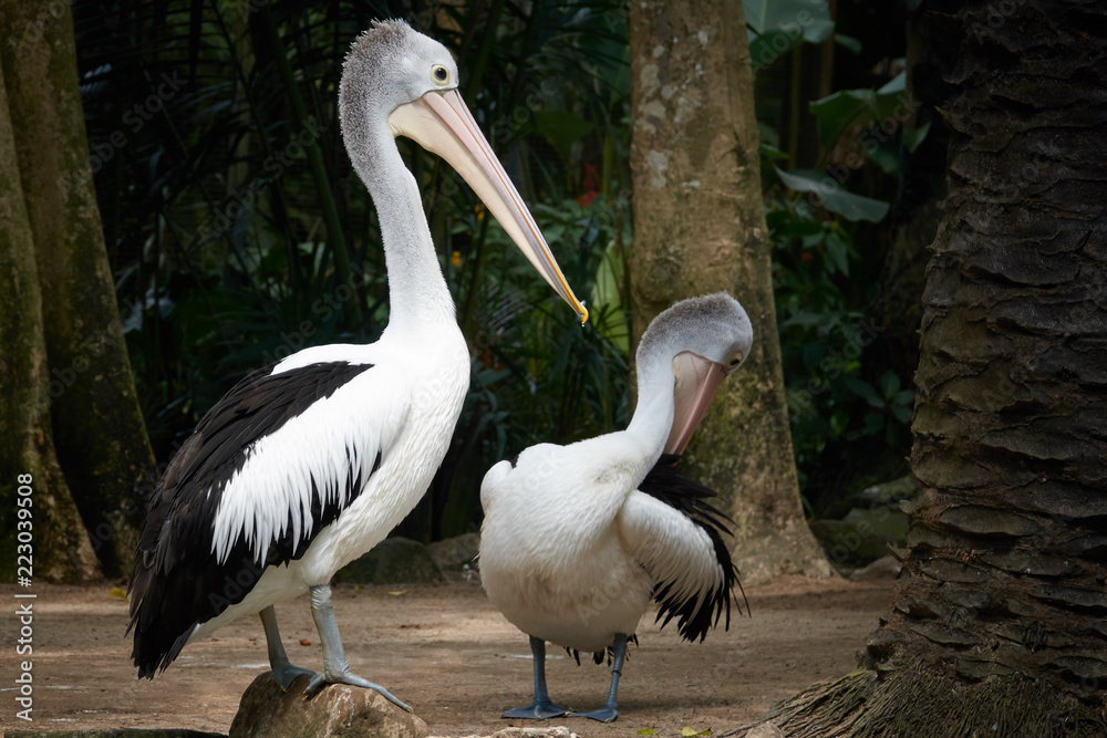 An Australian pelican Pelecanus conspicillatus in the wild closeup An Australian pelican Pelecanus conspicillatus in the wild closeup