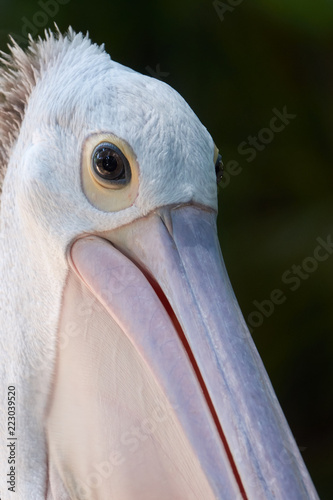 A portrait of Australian pelican Pelecanus conspicillatus closeup