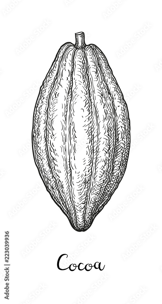 Cocoa ink sketch. Stock Vector | Adobe Stock