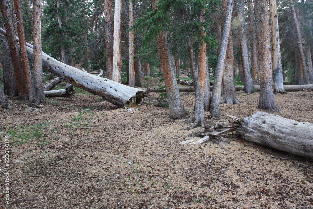 Fototapeta premium Uintas Near Gilbert Lake 4