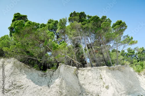 Obraz sosny morskie wznosi się na cyplu