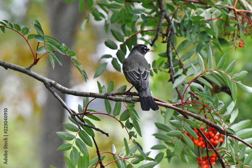 Fototapeta premium Red Robin Songbirds and Ripe Rowan Berries