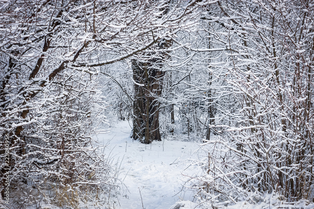 snow covered trees in the park snow covered trees in the park