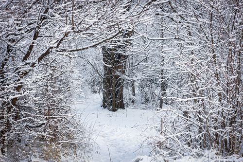 snow covered trees in the park © Сергей Приходько
