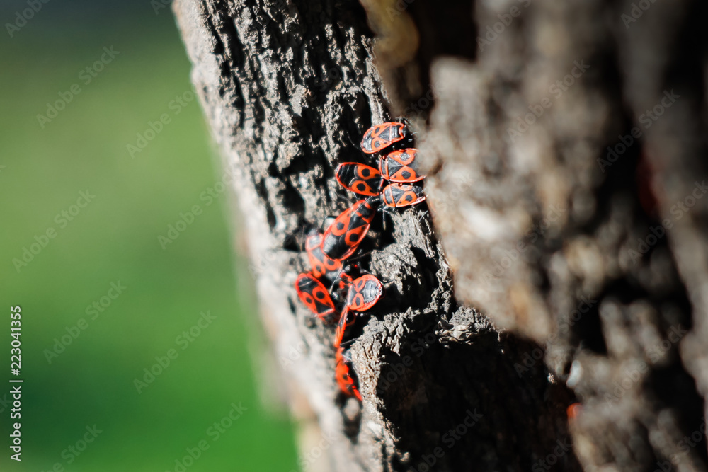 Fototapeta premium bugs on tree