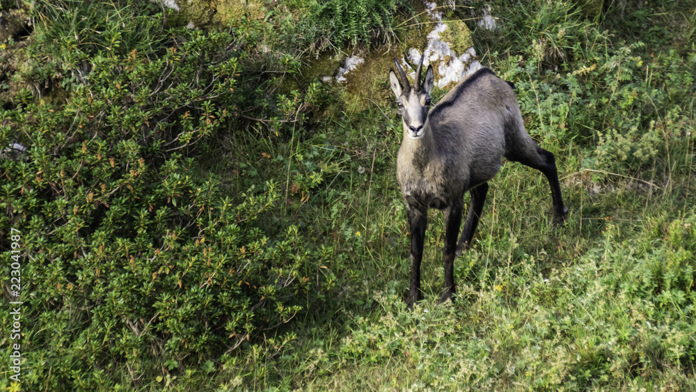 Chamois dans le massif de la Chartreuse - Isère.