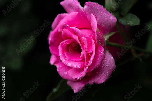 Rose pink mit tropfen