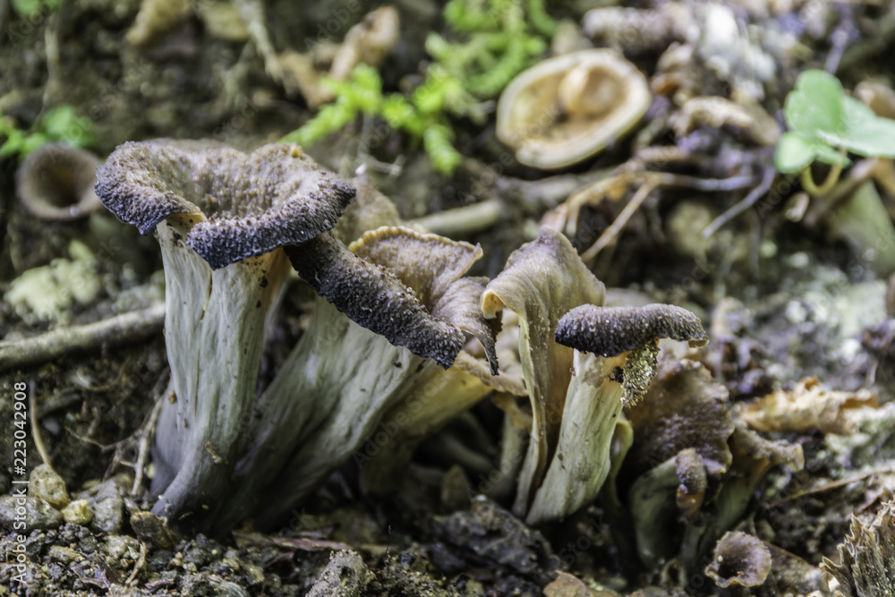 Champignons du Grésivaudan - Isère.