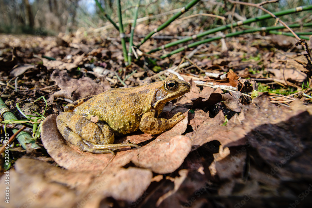 Naklejka premium frog sitting on dry leaves